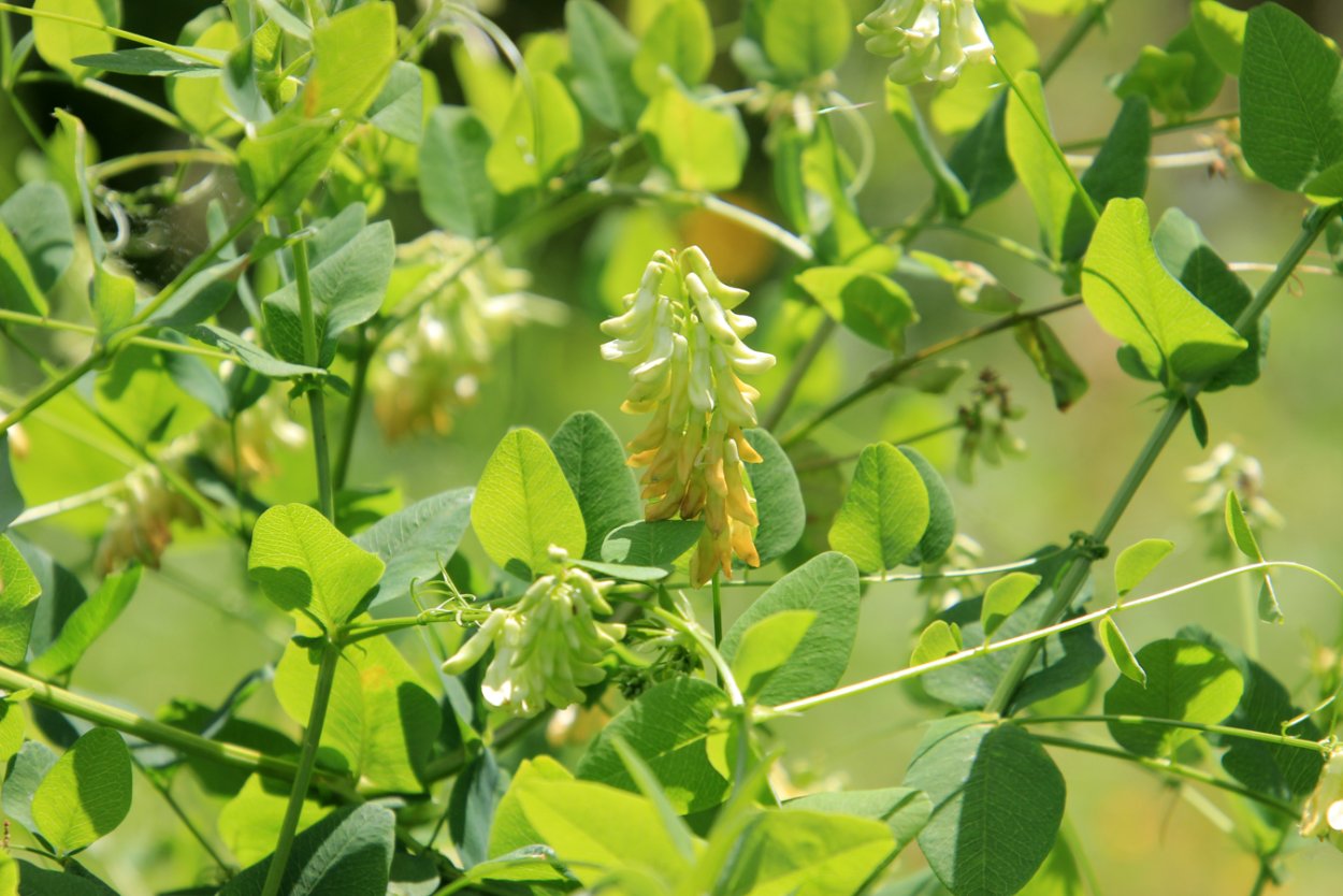 Бобовые Мотыльковые Вика