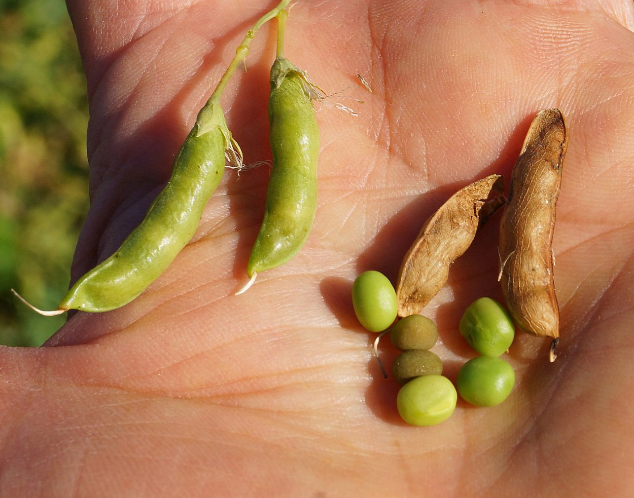 Фасоль бобовая