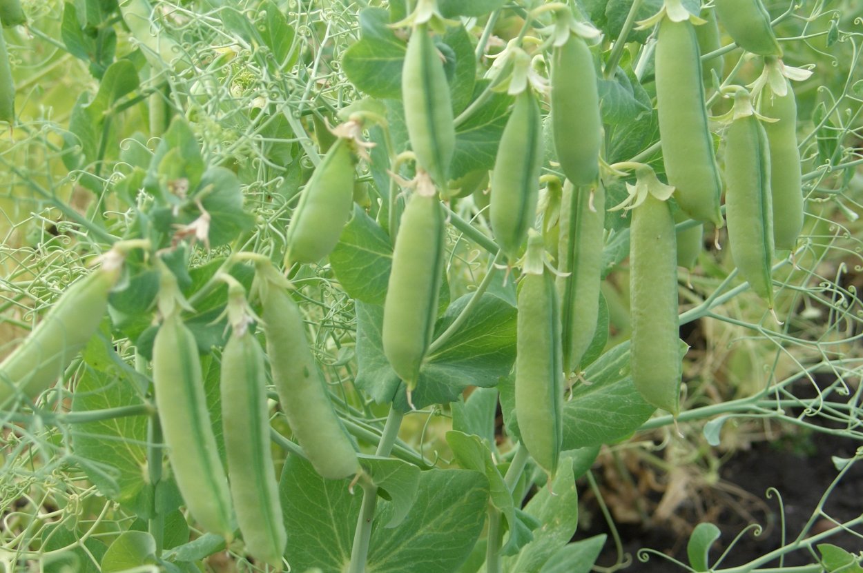 Бобовые растения горох