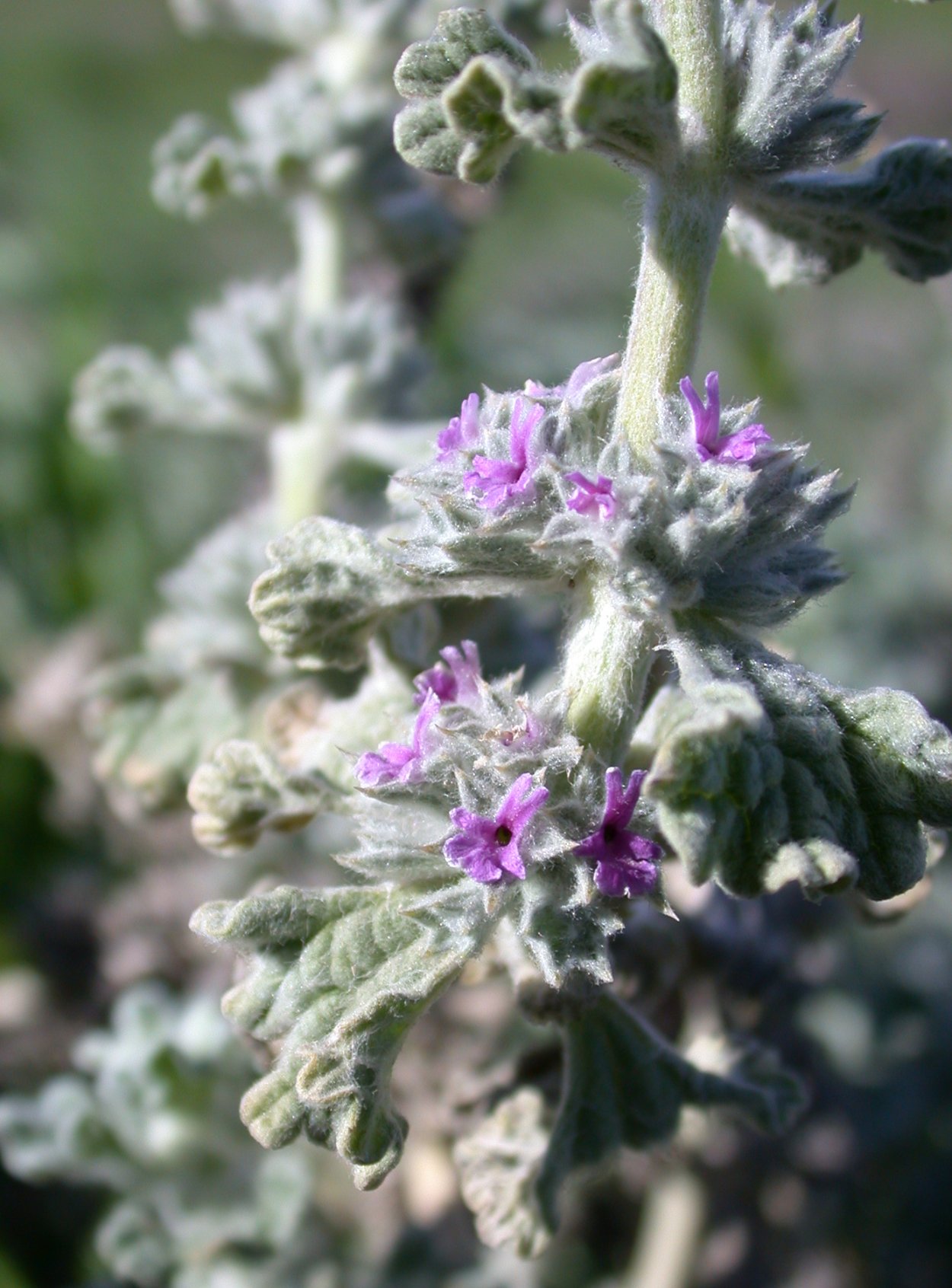 Шандра котовниколистная