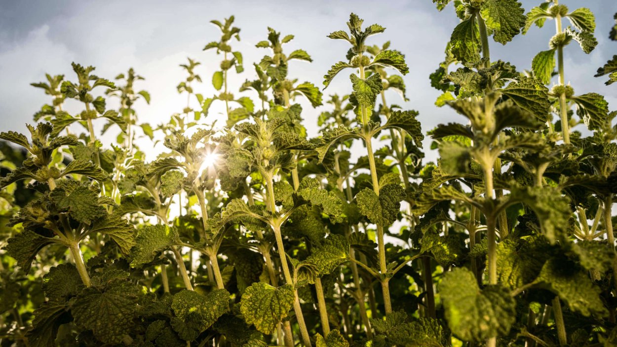 Шандра обыкновенная