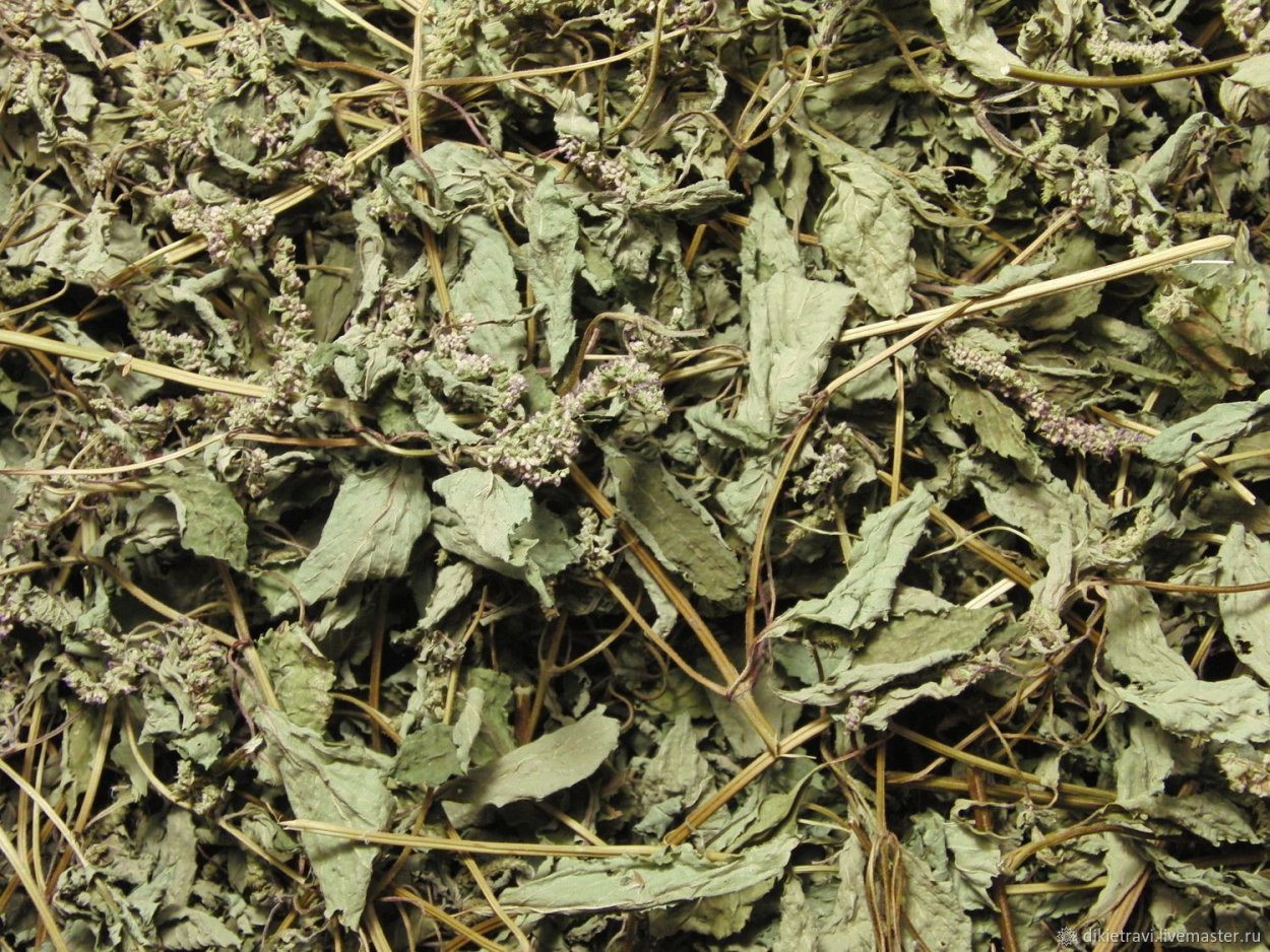 Мята Лонфифолия Радуга