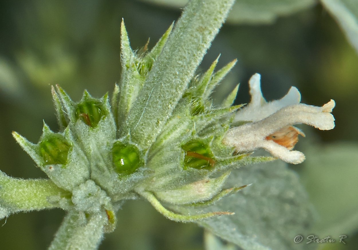 Шандра пустырниковая