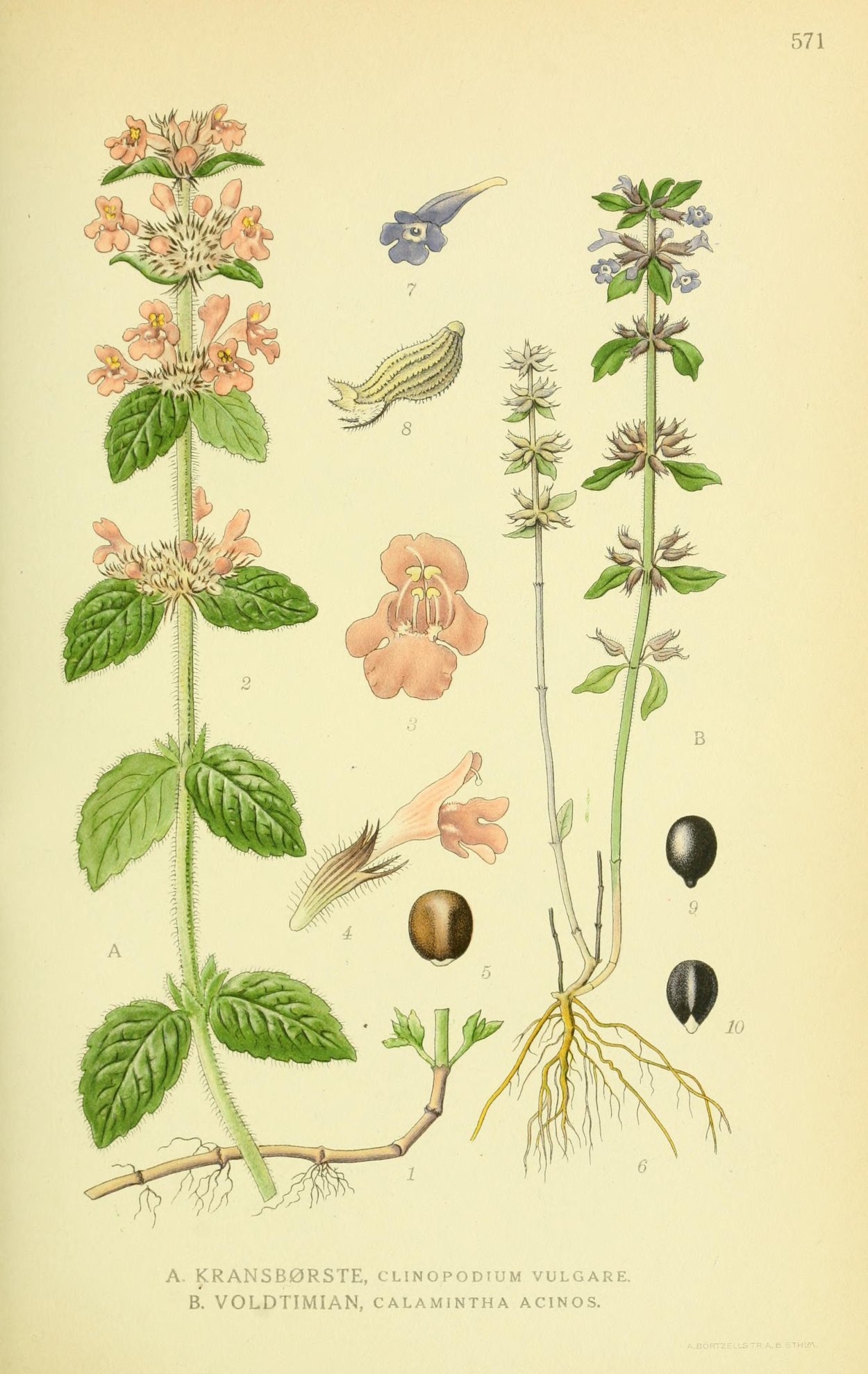 Эльсгольция реснитчатая