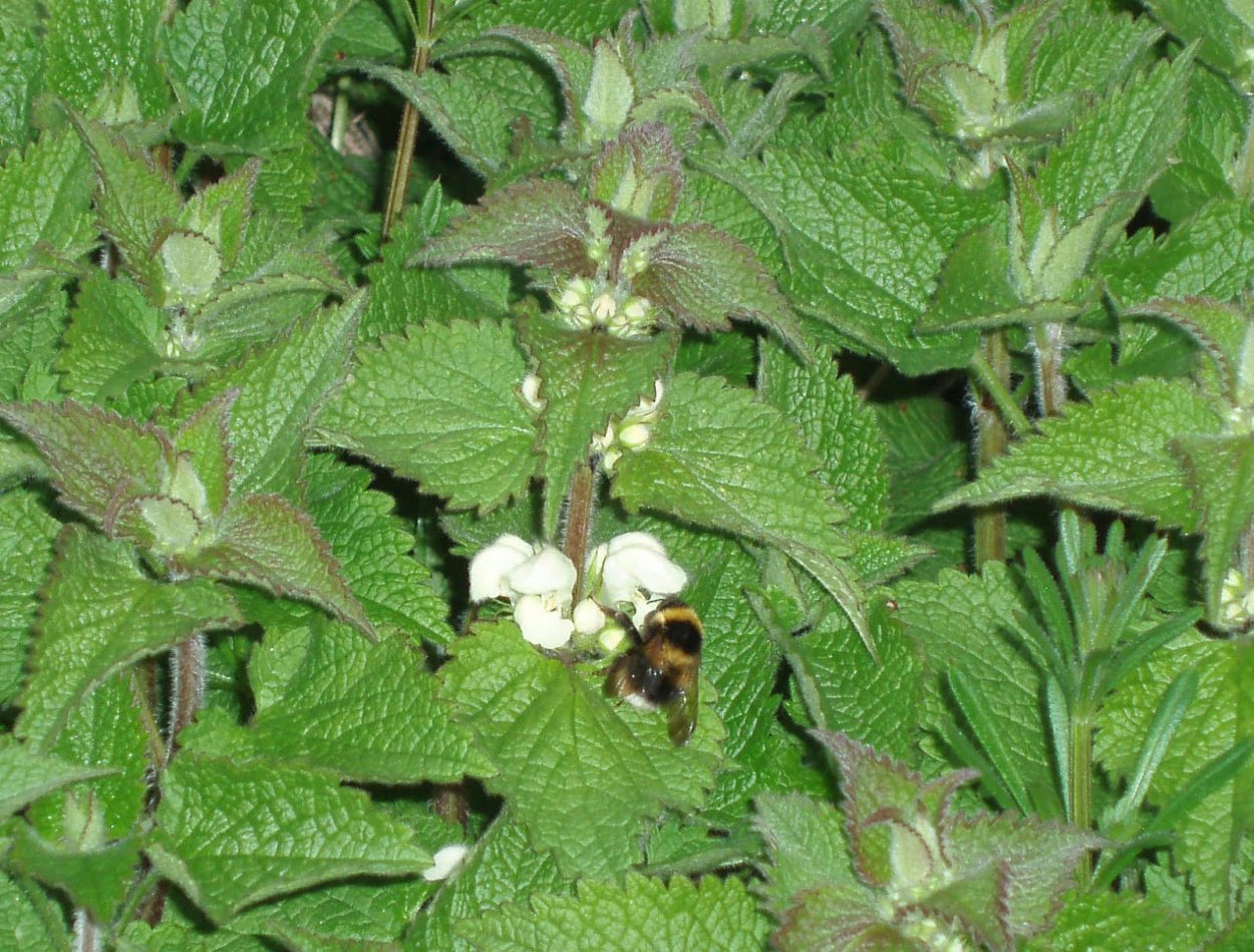 Шандра обыкновенная