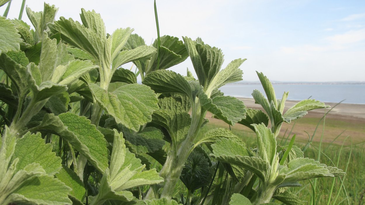 Котовник кошачий