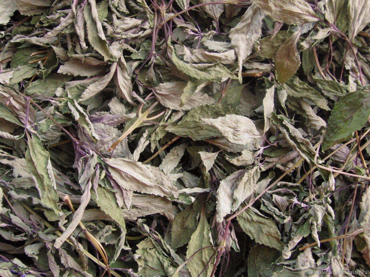 Трава шандры цена в аптеках