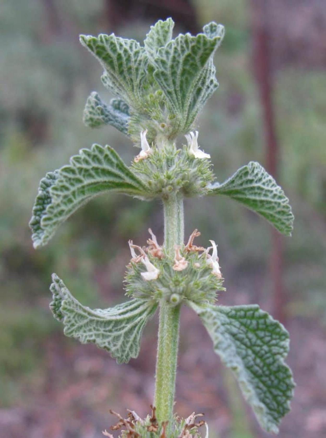 Резеда Ботанический рисунок