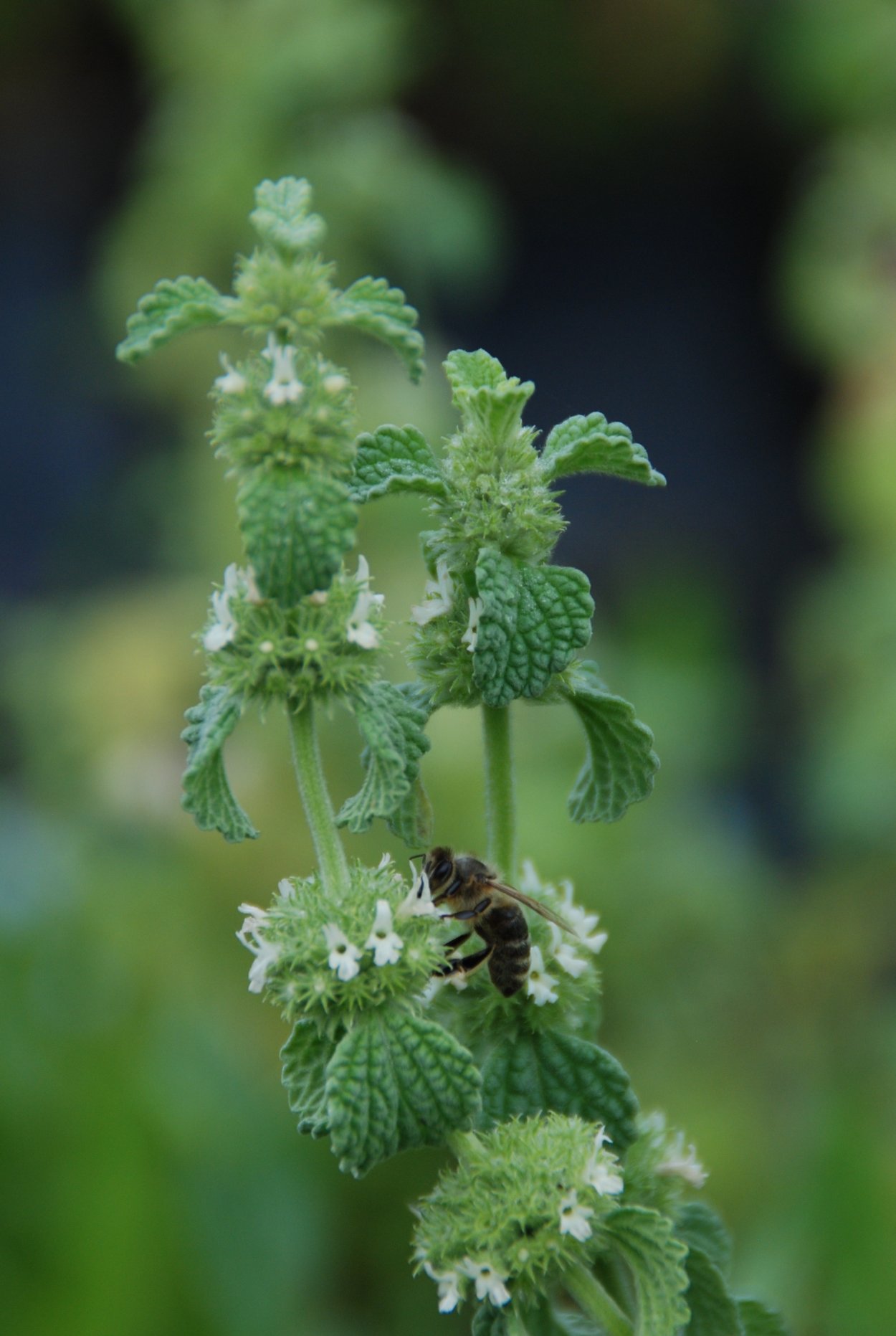 Трава Эвра шерстяная