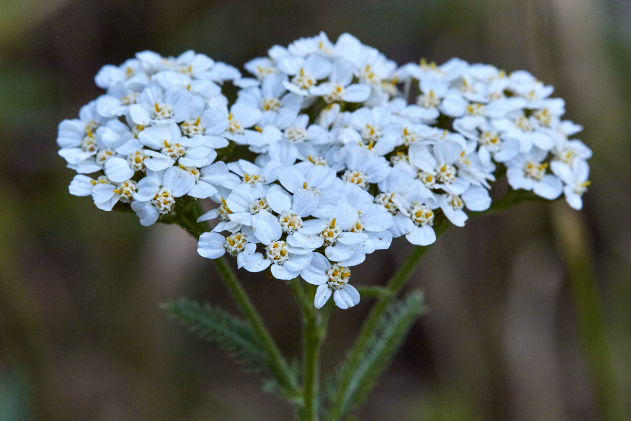 Тысячелистник Ахиллея. Тысячелистник обыкновенный (Achillea millefolium). Тысячелистник (Achilléa millefólium). Тысячелистник обыкновенный (Achilléa millefólium).