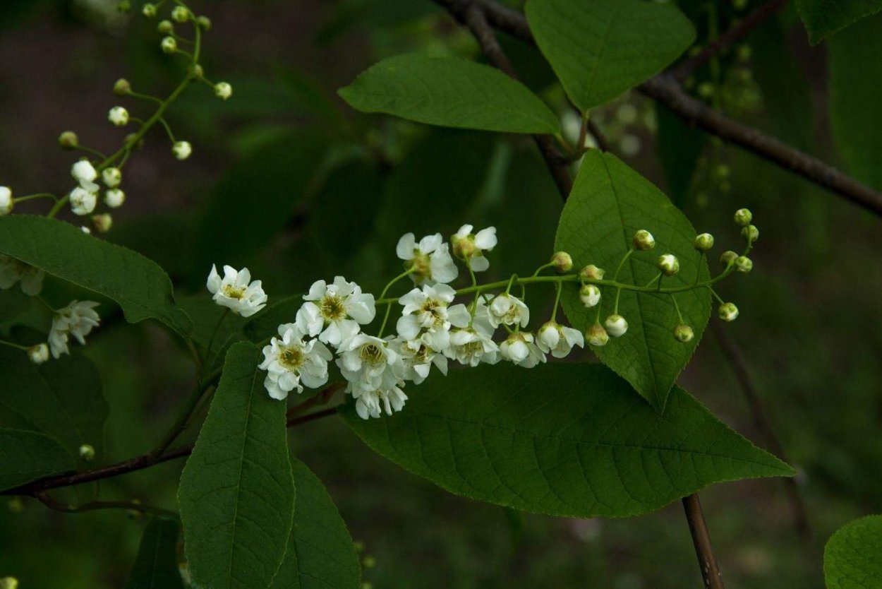 Крушина цветение