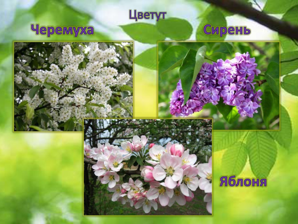 Черемуха яблоня сирень