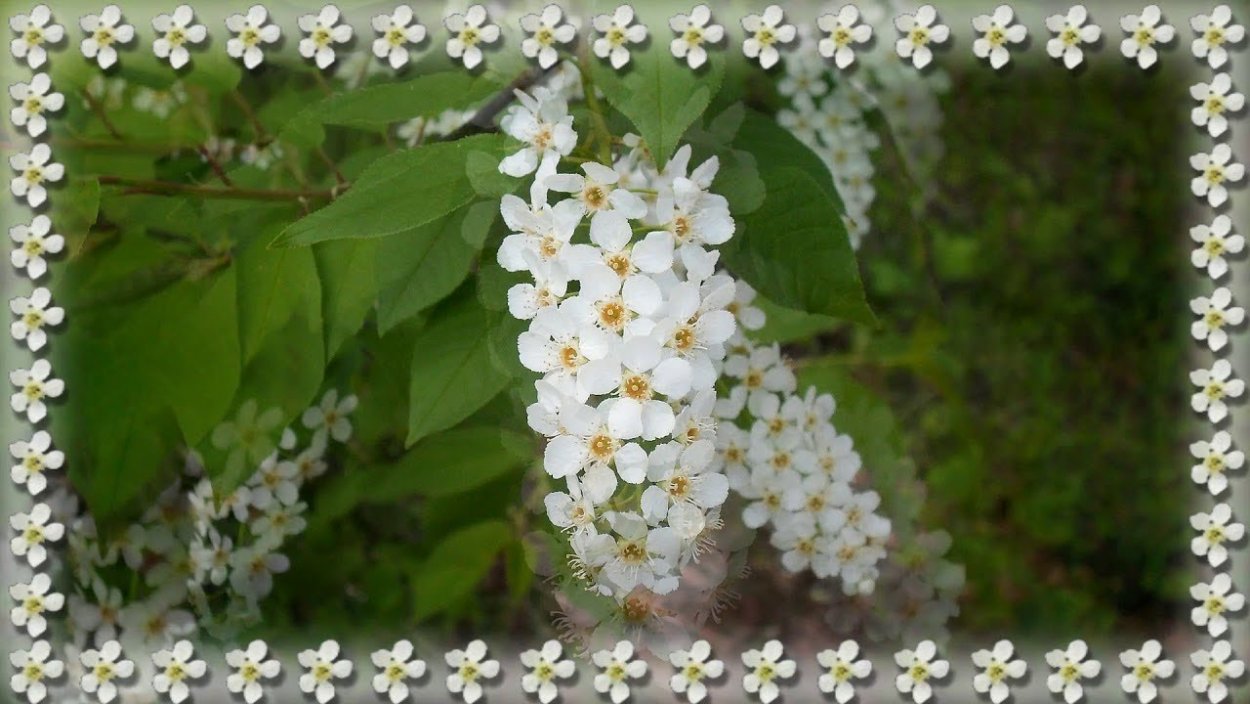 Лепестки черемухи