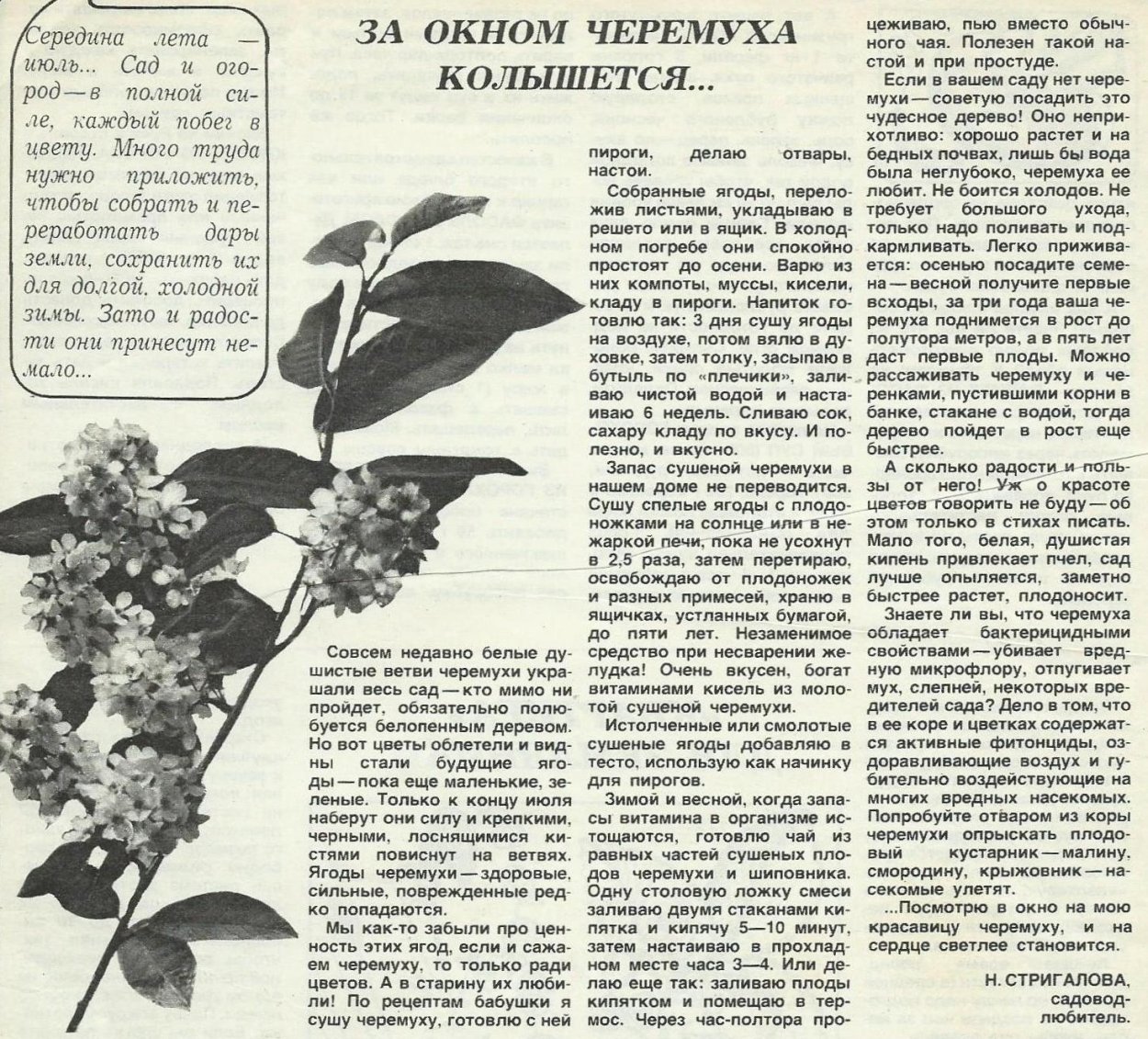 Черемуха лекарственное растение