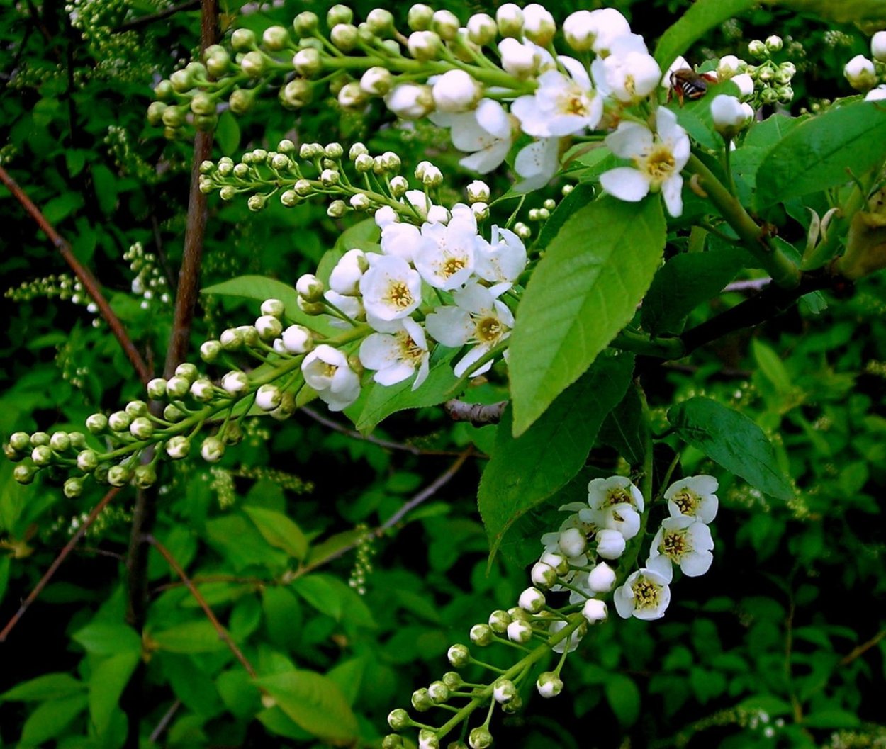 Роса медвяная на черемухе