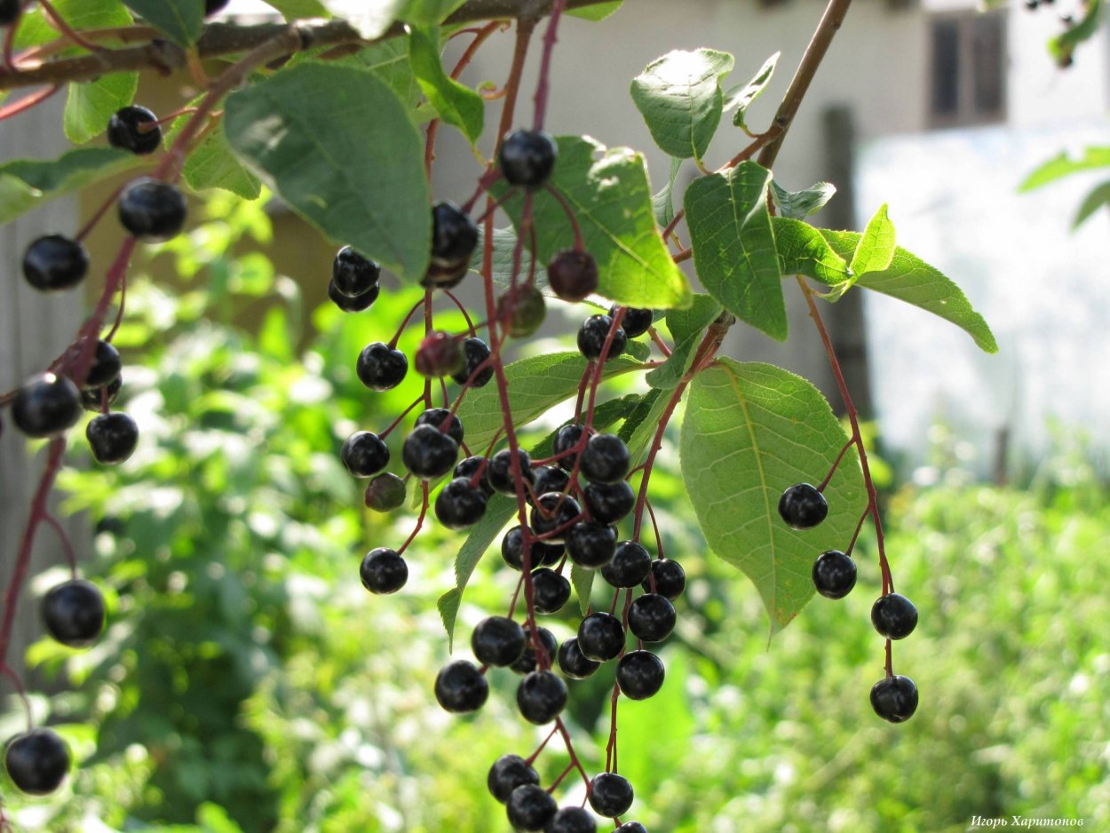 Черемуха дерево с ягодами