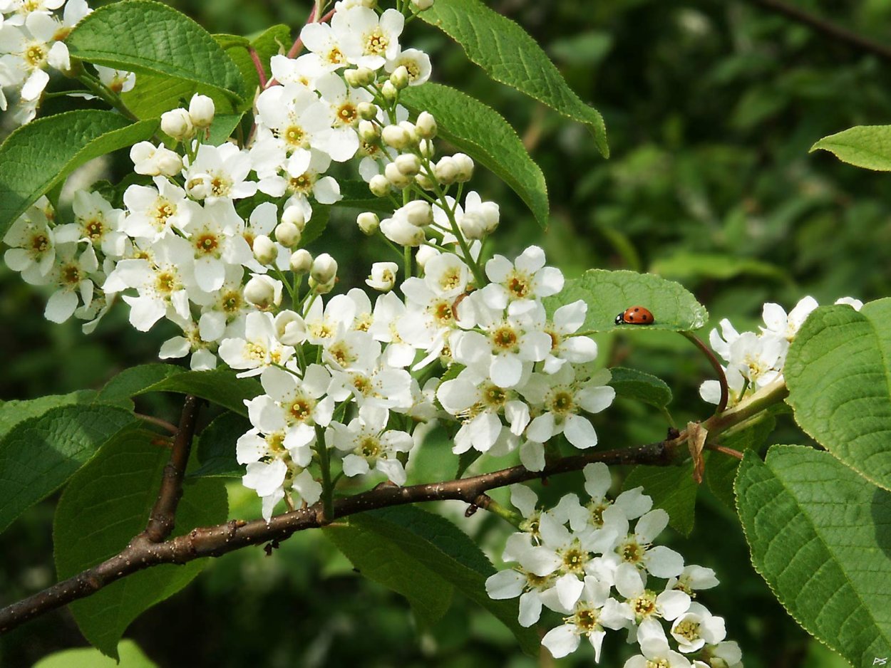 Черемуха обыкновенная цветение