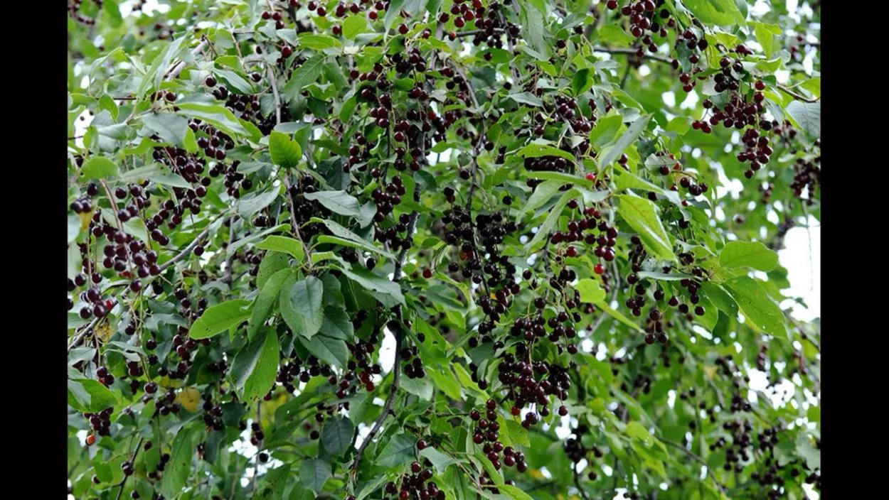 Черная черемуха дерево