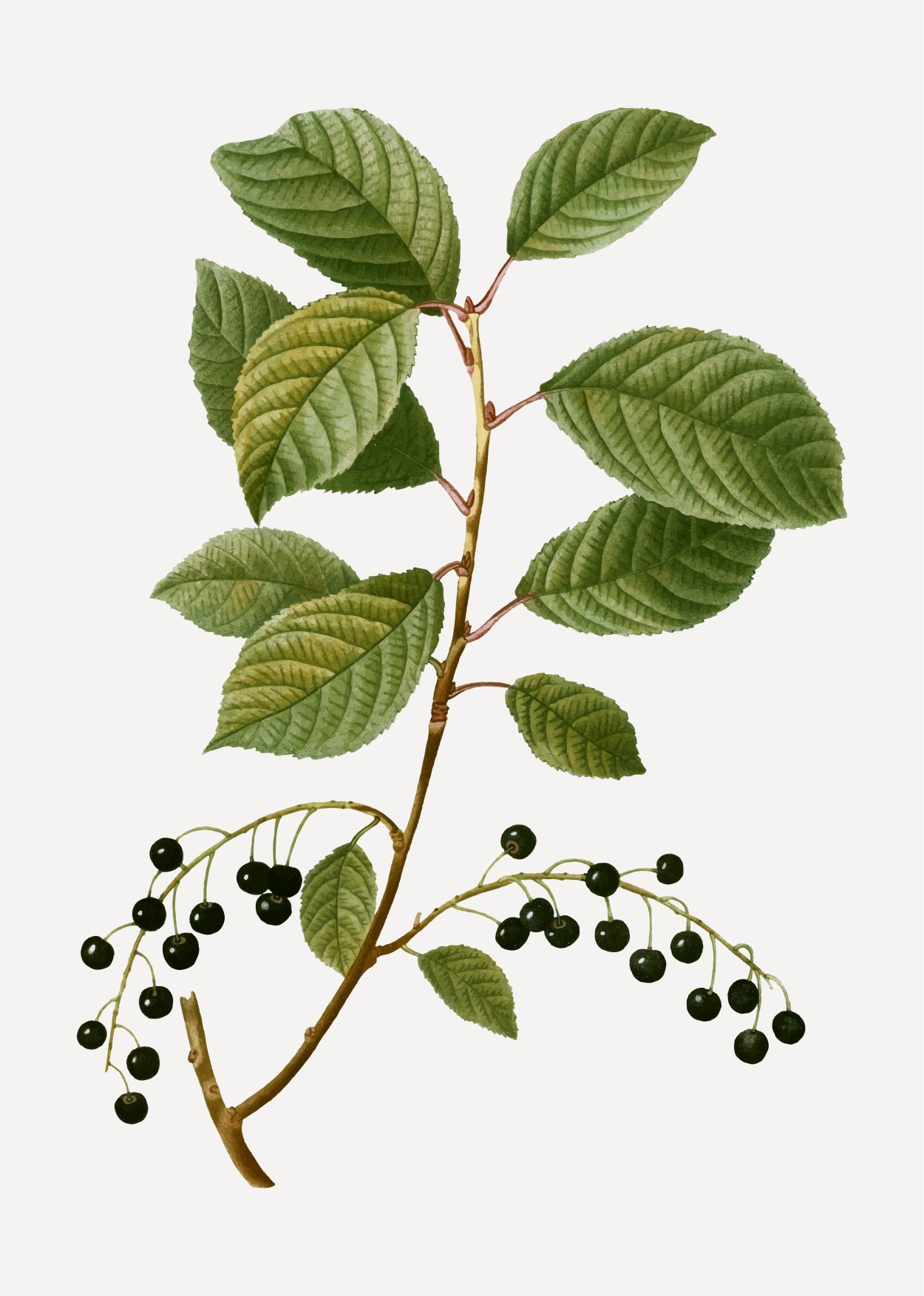 Черемуха обыкновенная Ботаническая карточка