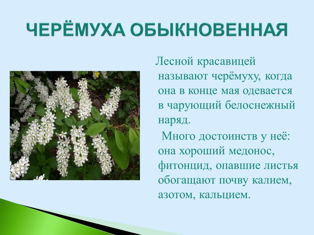 Черемуха лекарственное растение