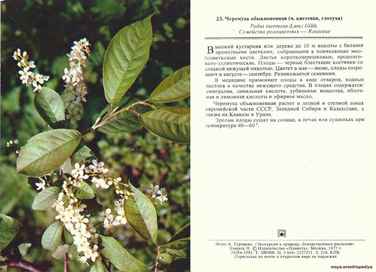 Описание листа черемухи обыкновенной