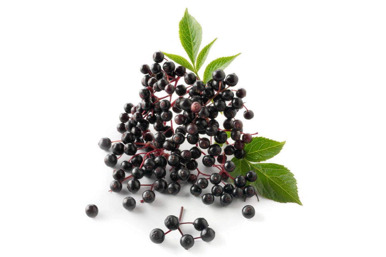 Elderberry черемуха