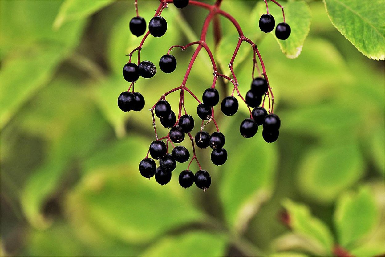Elderberry черемуха