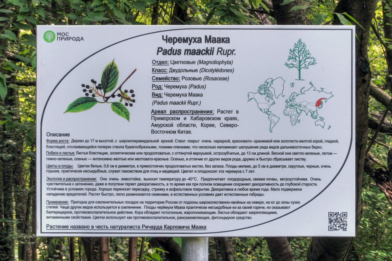 Черемуха Маака ширина кроны
