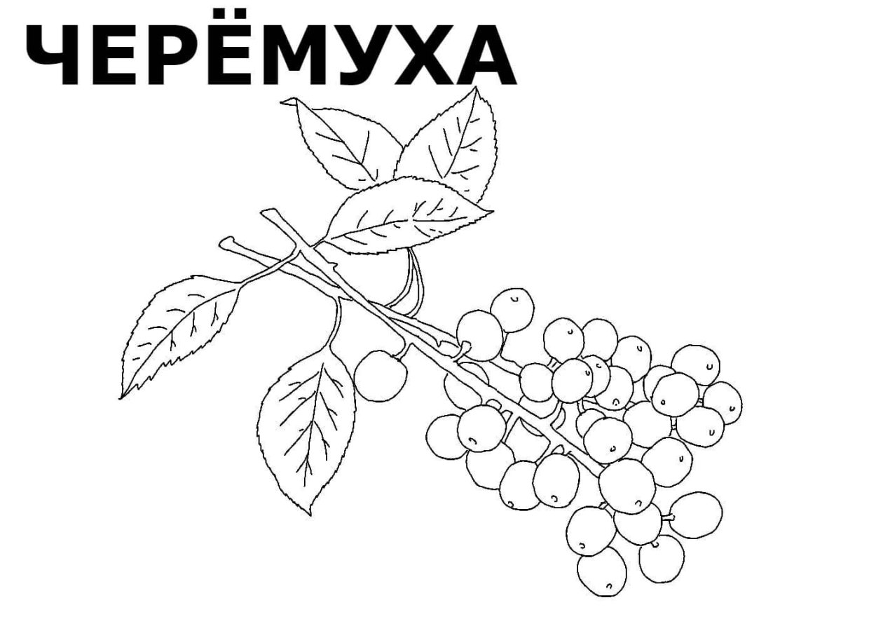 Черемуха раскраска