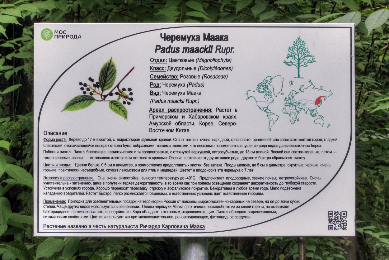 Черемуха распространяет семена