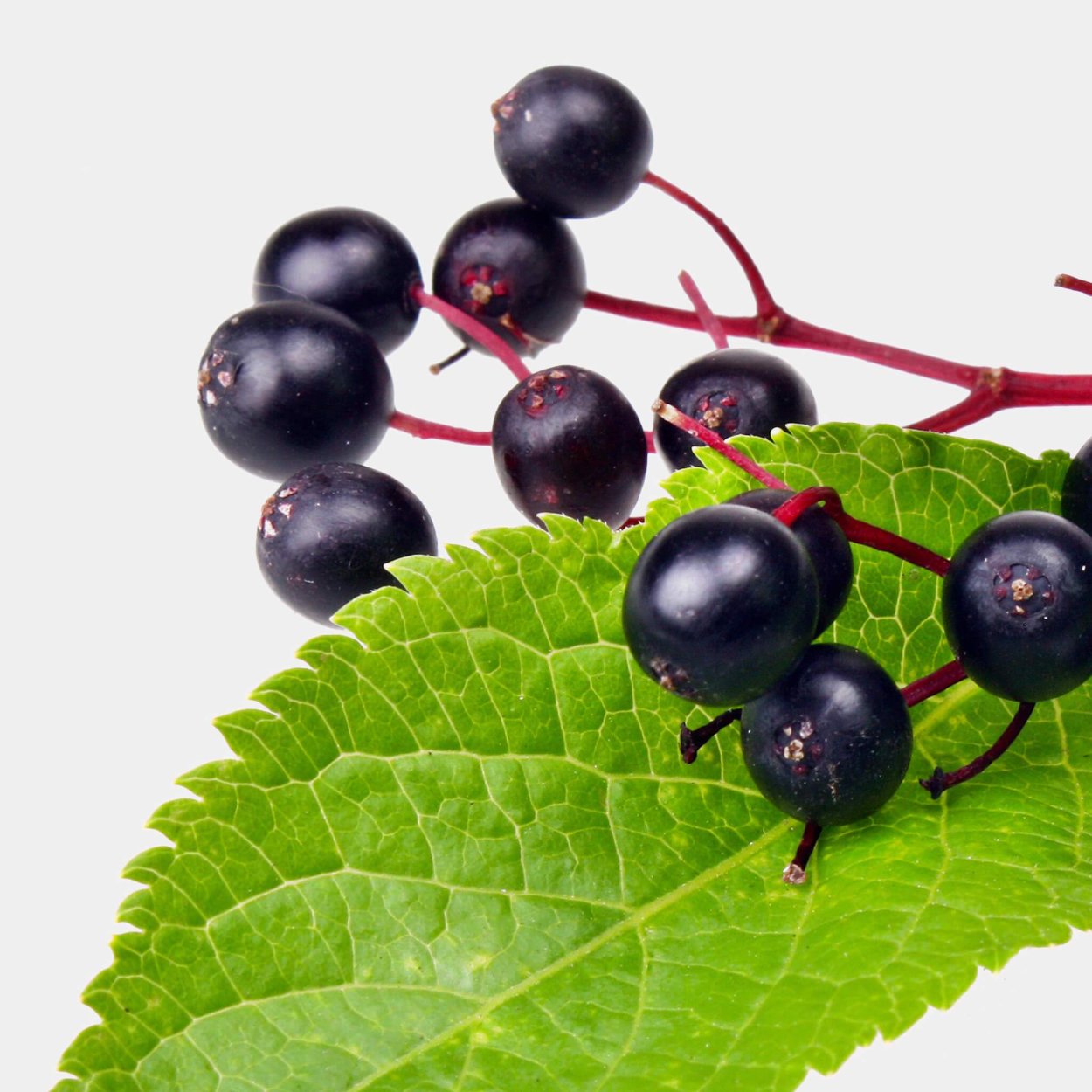 Elderberry черемуха