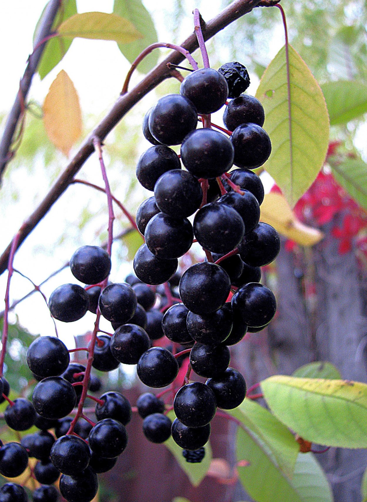 Черемуха ягоды