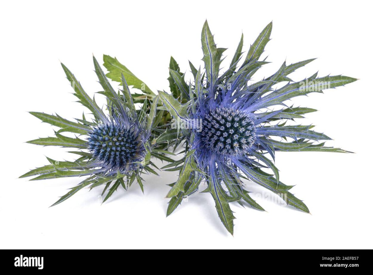 Артишок (Cynara scolymus l.)