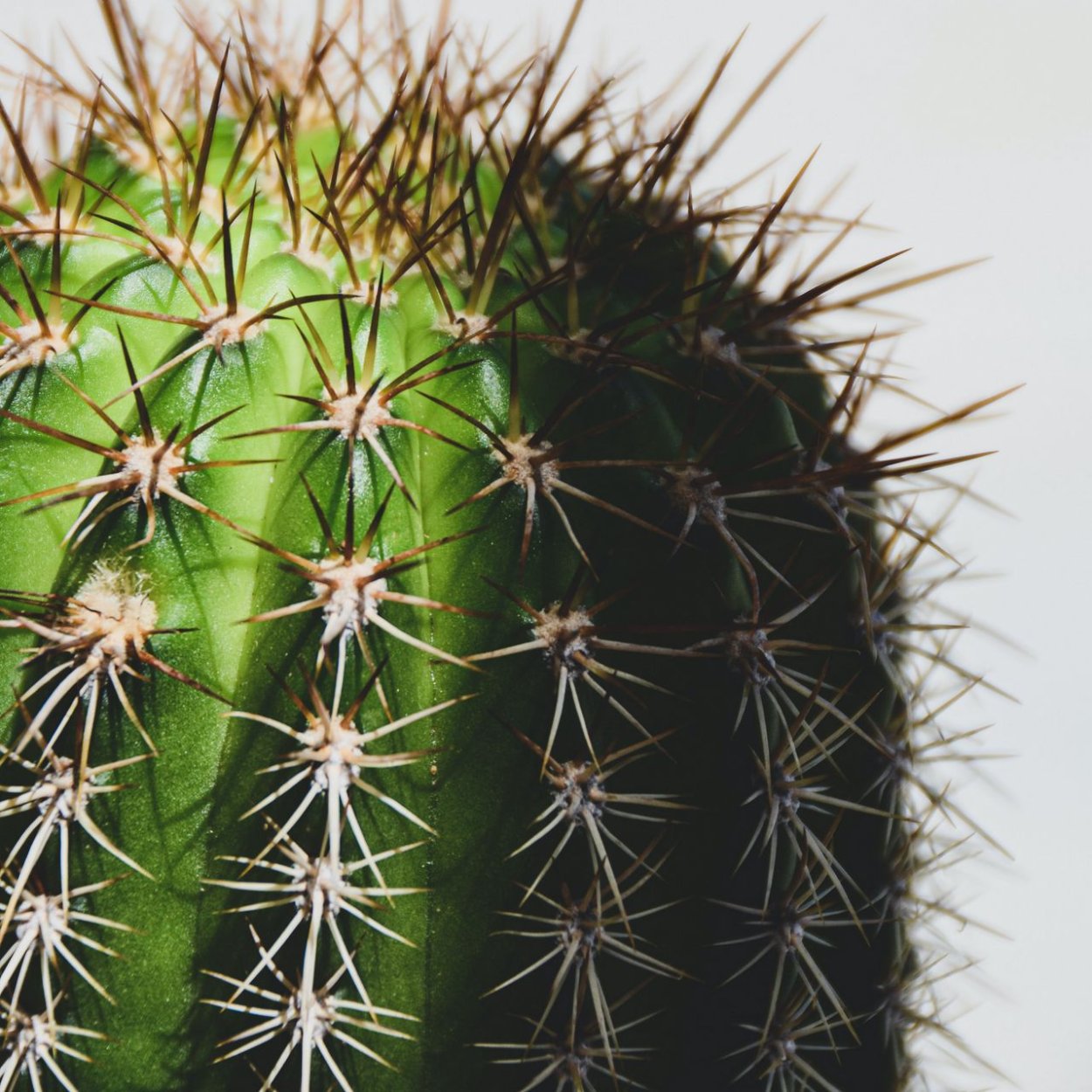 Круглый Кактус без колючек