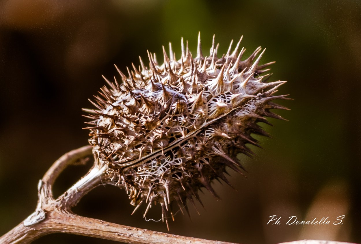 Колючки и шипы
