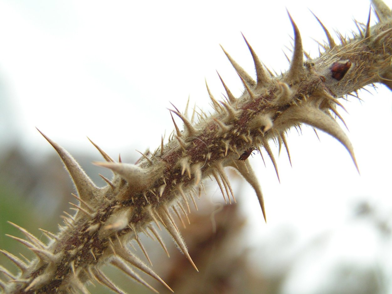 Колючка растение