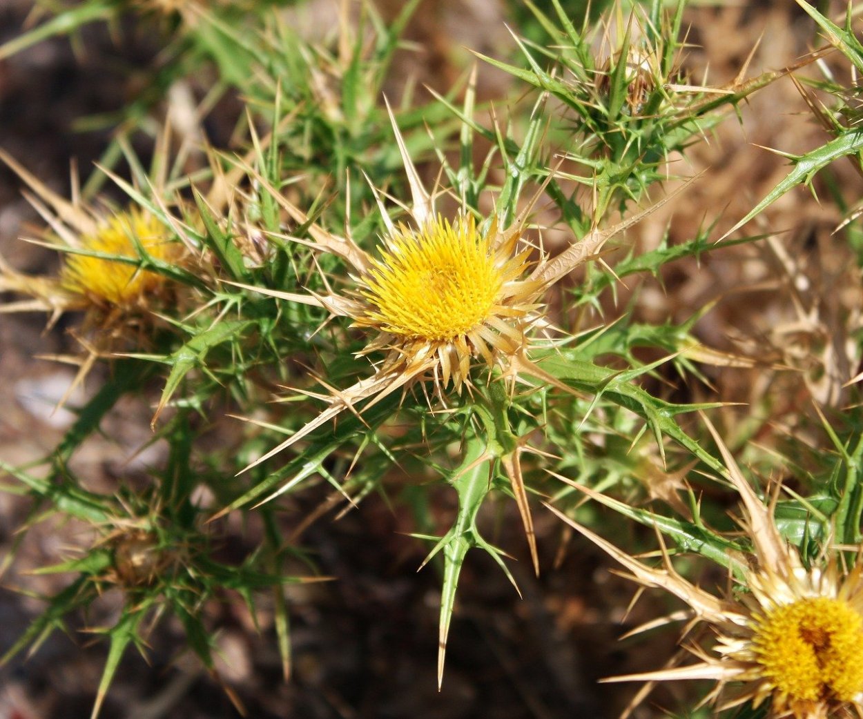Растение с иголками