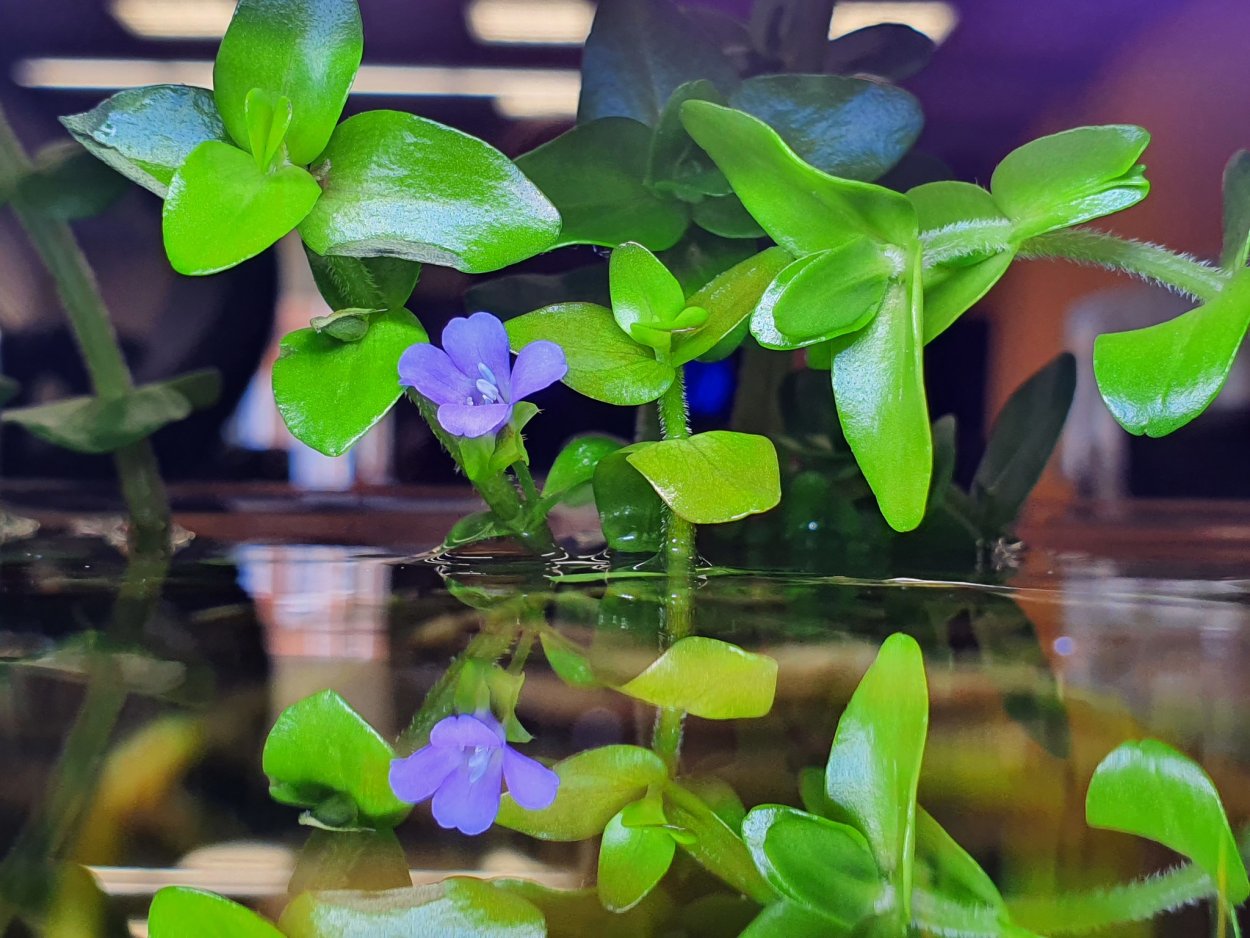 Бакопа Каролинская Васора саrоliniаnа