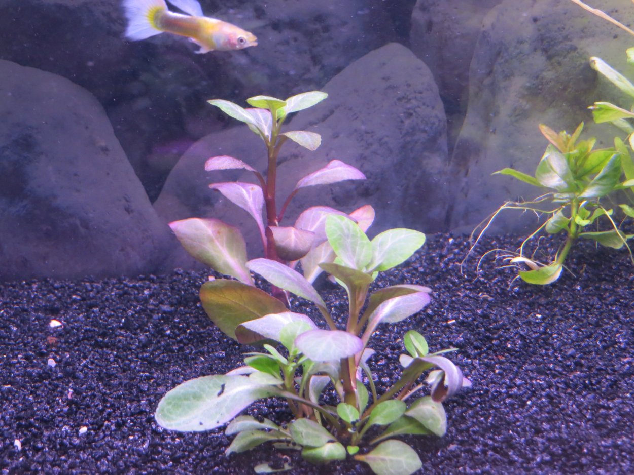 Бакопа Монье аквариумное