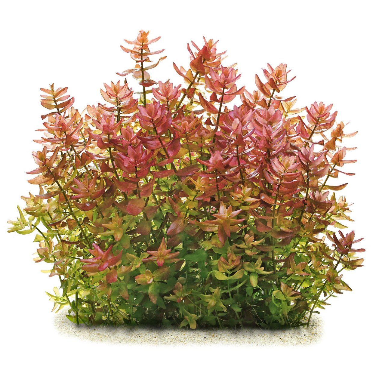 Бакопа Колората