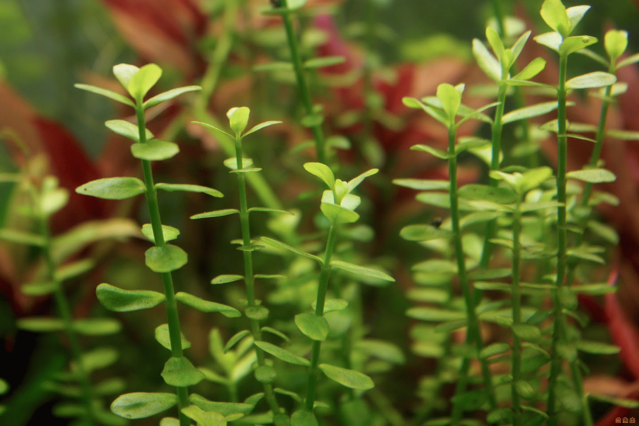 Бакопа амплексикаулис (Bacopa amplexicaulis)