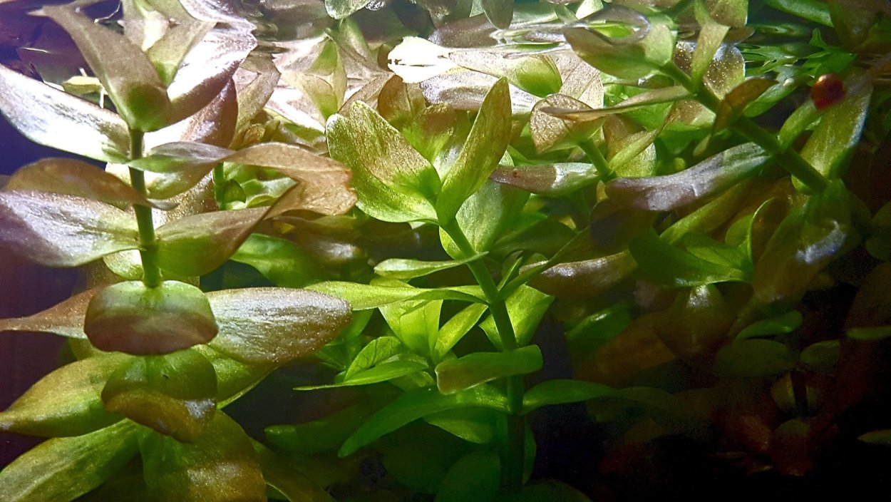 Бакопа Каролинская аквариумное