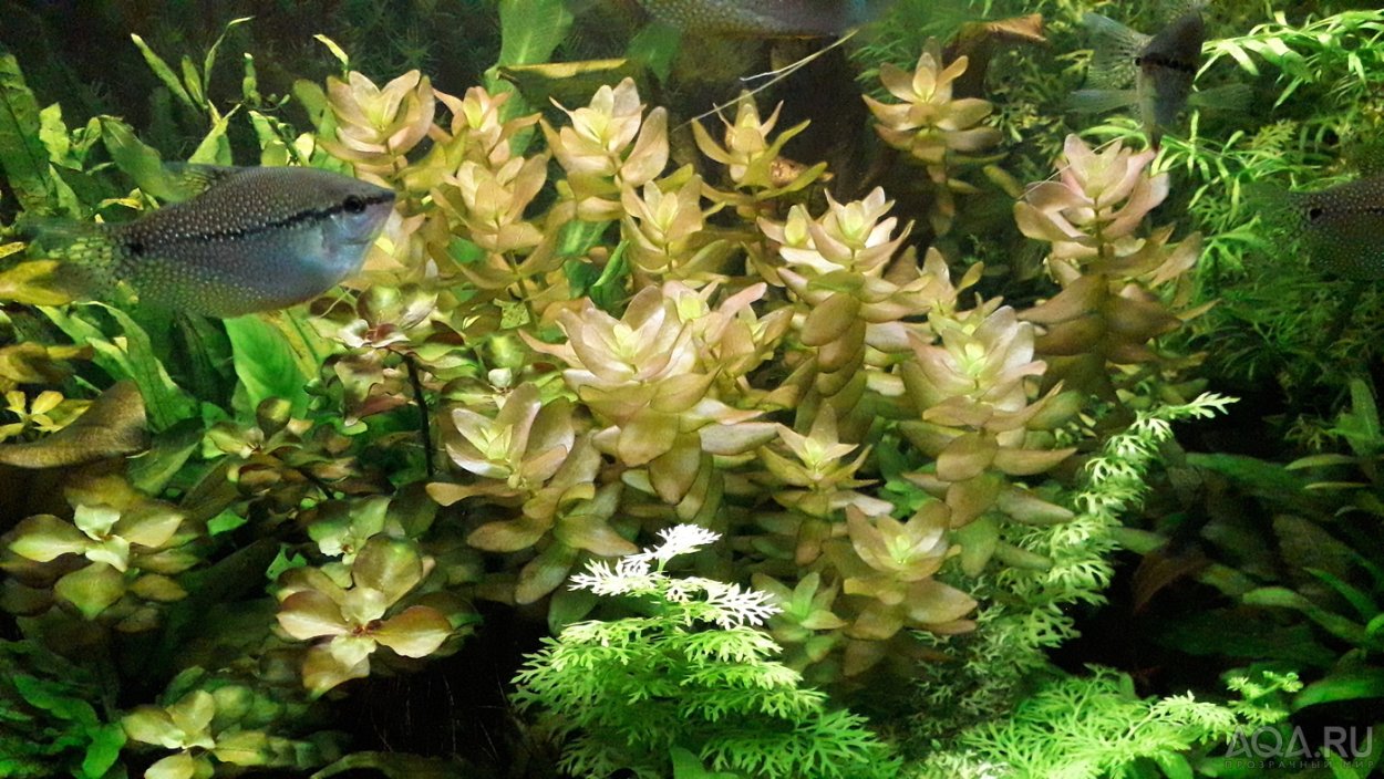 Бакопа Каролинская Bacopa caroliniana