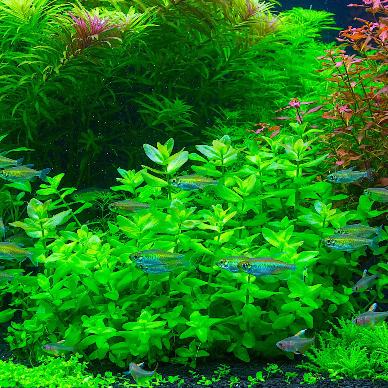 Бакопа Монье