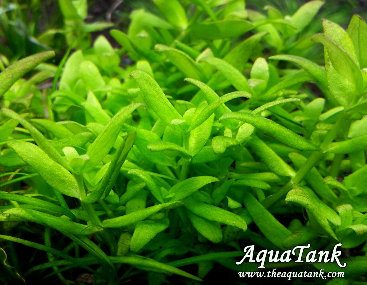 Бакопа Каролинская