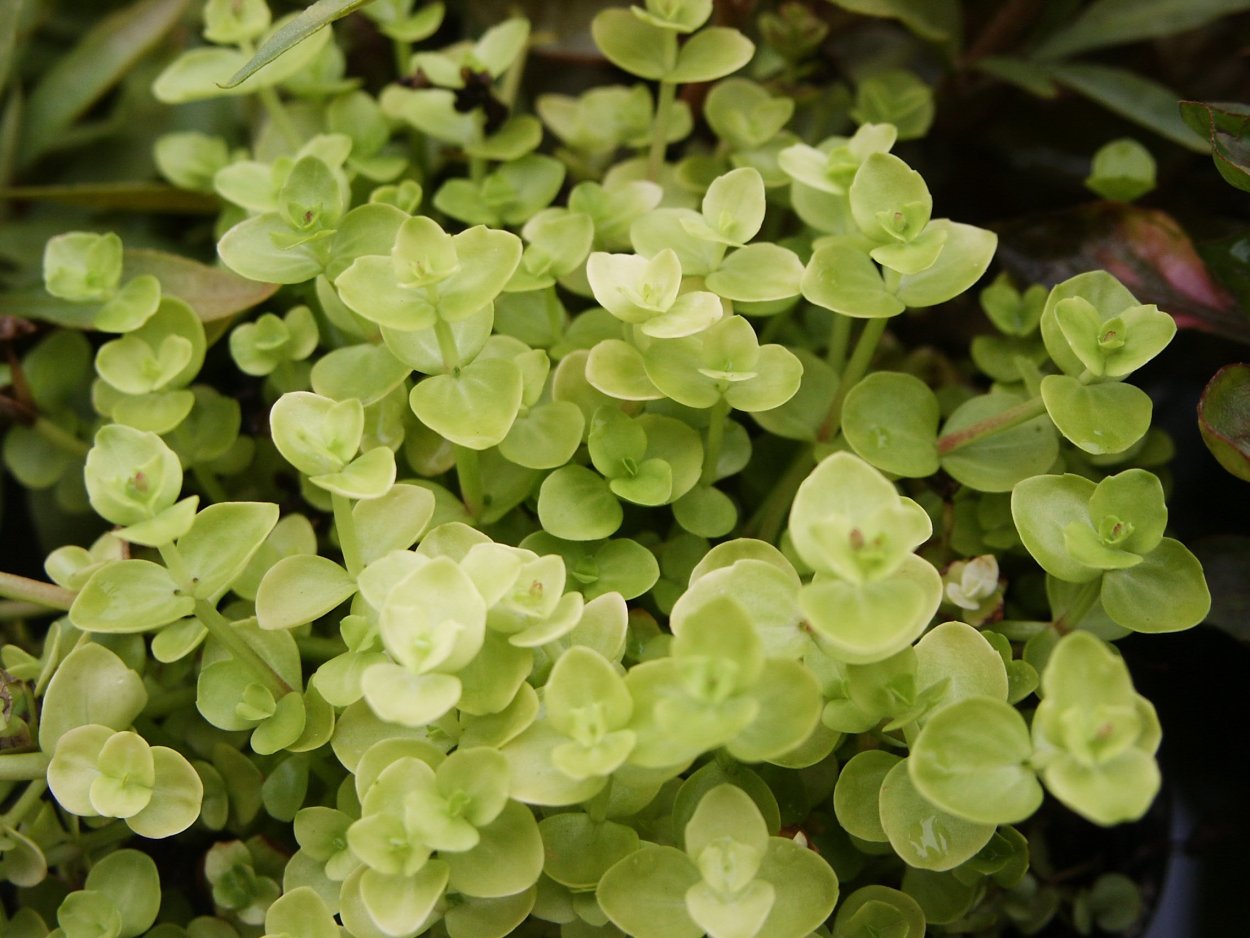 Бакопа австралийская аквариумное