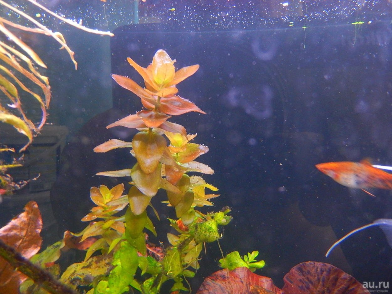 Бакопа Каролинская