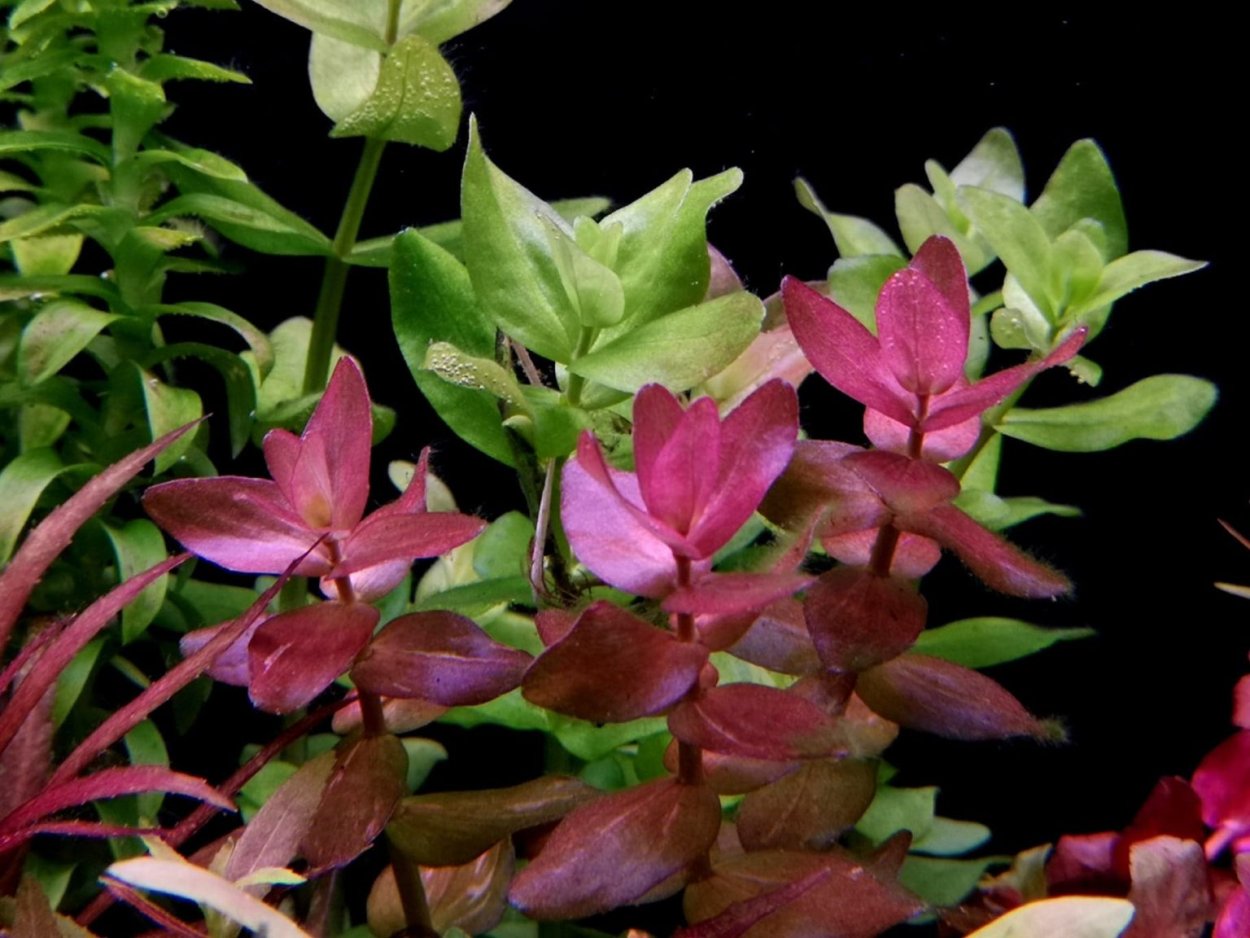 Бакопа Колората (Bacopa colorata)