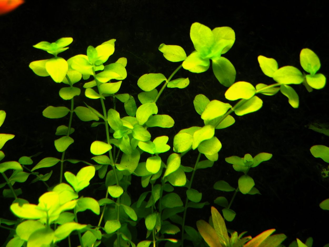 Бакопа Монье (Bacopa monnieri)