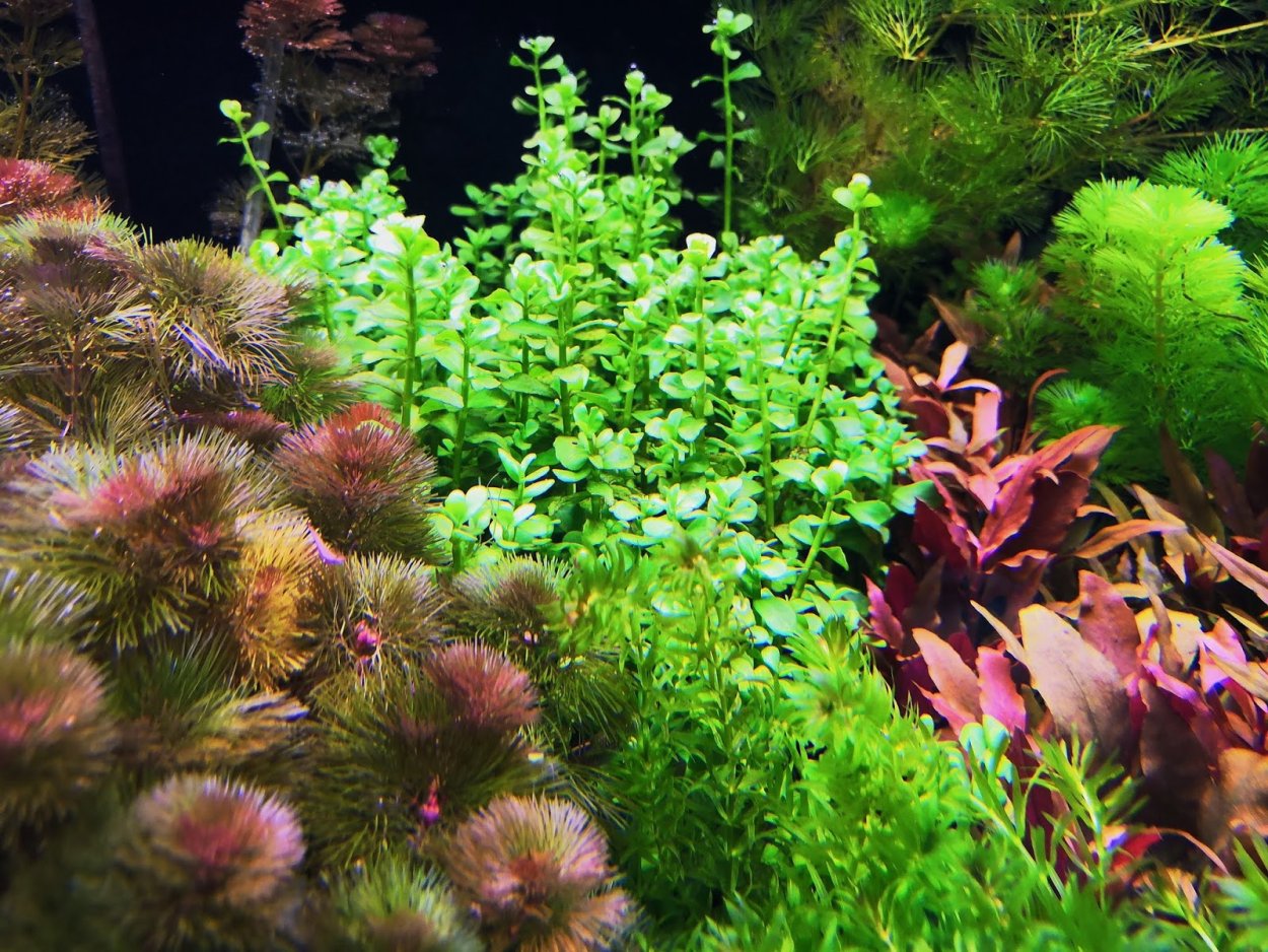 Бакопа Каролинская аквариумное